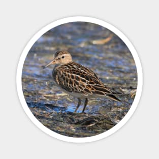 Party with Pectoral Sandpipers Magnet